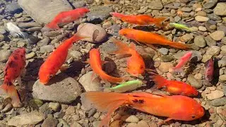 Top 10 colourful fish.fishing hunting from nature that's funny 