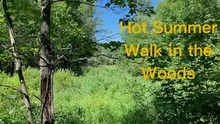 Crown Land Walk in the Woods, Hot Summer Day, Lots of Deer Flies