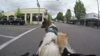 Papillon and Pomeranian road trip time-lapse in a OxGord Pet Stroller