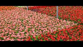 Cinefleur Behind the Curtain - Anthurium Potted Plants