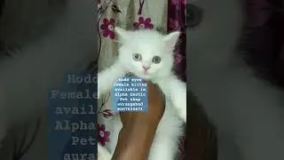 Alpha Exotic Pet shop