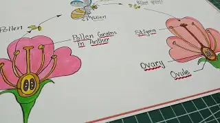 How to draw Pollination / Pollination process drawing and explanation / Pollination