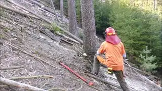 Forest job / Těžba dřeva do svahu 2 - Stihl 261 #116