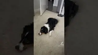 #dog #aussiesdoingthings #dogshorts #puppy #miniaustralianshepherd