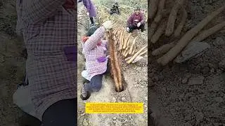 Harvesting Chinese Yam&mdash;A Delicate Mission Below the Soil.