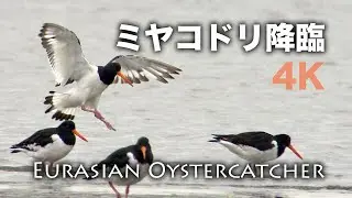 野鳥撮影・ 【野鳥動画】ミヤコドリ降臨・三番瀬 /4K