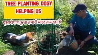 Trees plantation || Dog Helping  us || वृक्षारोपण कुत्ता हमारी मदद कर रहा है