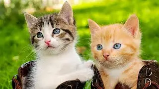 Cats playing with animals: Dog, pig, rabbit, duck, cow - Lovely moments - Cat meowing video