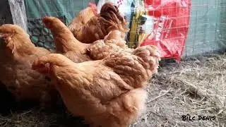 Crescător de Găini Cochinchina Uriaș, acasă la Cristi