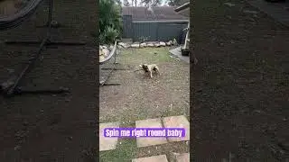 Spinning #dogs attempted murder #rip #fyp 🐾 pet #shorts