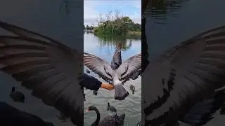 Why Do Birds Fight For Foods ? #birdfight #attack #birdfeed