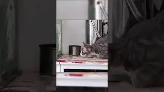 fail funny cats #funnycats #funnycat #cat