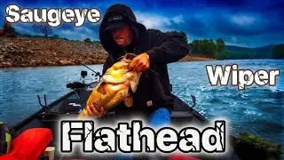 PB FLATHEAD- Muskingum River Pre-Spawn catfish