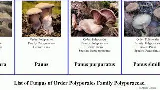 Fungus of Order Polyporales Family Polyporaceae lentinus polyporus trametes skeletocutis hexagonia