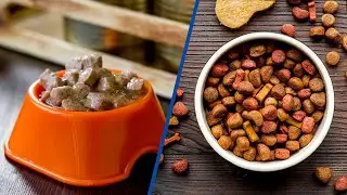 Wet Vs Dry Dog Food - What's Better for Your Pet?
