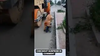 Dog's 🐕 love ❤️ cute puppy 😍 Dog lovers whatsapp status video | Tiktok videos | Thedogs Planet