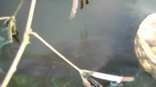 Swashbuckling drama on the high seas of aquaponics
