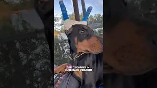 What is ear cropping, and why is it performed on Dobermans? #dogearcropping #dobermanpinschers #dogs