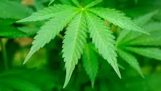 Ford made a hemp car long before Aptera