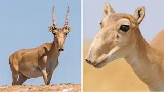 Saiga Antelope 🦌😮 The Weirdest Nose in the Animal Kingdom! | The Wise Hub #facts #wildlife
