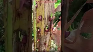 വാഴയിൽ  നിന്നും  ഇനി  ഉള്ളിയും/ Savalakrishi /Gardeningtips
