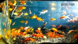 IKAN KOMET - berikut asal usul ikan komet dan cara perawatannya