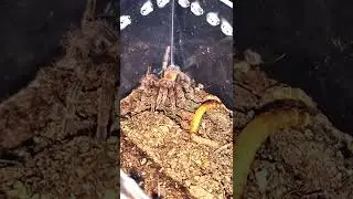 #shorts hommeoma chilensis (chile flame tarantula)