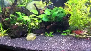 Yasuhikotakia splendida сплендиды 2012 февраль_1239.MOV