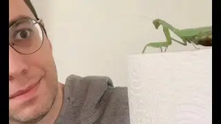 PET MANTIS DANCE TIME