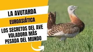 La AVUTARDA EUROASI&Aacute;TICA: SECRETOS del ave voladora m&aacute;s pesada del MUNDO!!!!