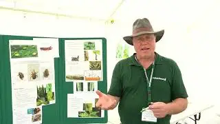 Cabbage Seedpod Weevil
