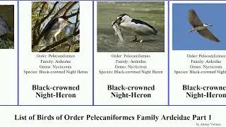 List of Birds of Order Pelecaniformes Family Ardeidae Part 1 heron bittern egret ardea egretta