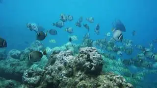 Repeat Offenders Fishing - Scuba Diving in Tunnels, Kauai, Hawaii