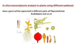 In silico transcriptomic analysis in plants | Physcomitrella | Arabidopsis |