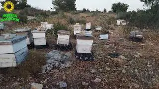 اقل من اسبوعين على جني العسل من الخلايا نصائح يجب العمل بها للخلايا لجني كميه وفيره من العسل