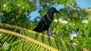 House Crow