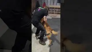 Protection Work with Soul Eater.   #souleater #policedog #protectiondog #fallenstarbloodlines #bite
