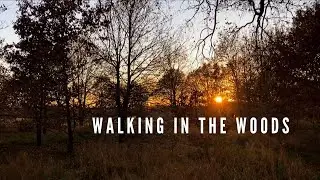 Walking in the Woods | Slow Moments