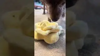 Toy to Help Gain Confidence with Enrichment Toys