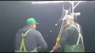PALAMUT AVI (CUMALEPE BALIKÇILIK)