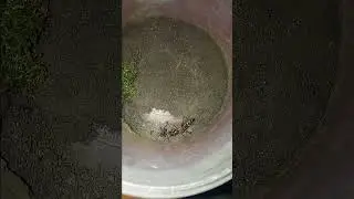 wolf spider vs staphylin
