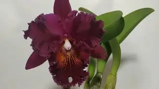 Цветущие орхидеи в мае BLC. Chia Lin New City..