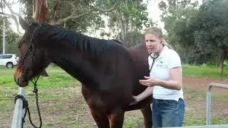 How to measure your horse's heart rate with a stethoscope