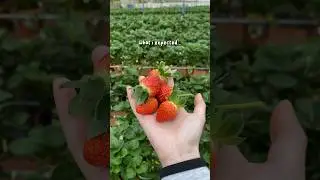 I went to a Strawberry Farm in Cameron Highlands! #strawberry #strawberrypicking #strawberryfarm