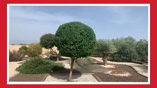 BEAUTIFUL  VEGETABLE GARDEN IDEAS|TOPIARY WORLD