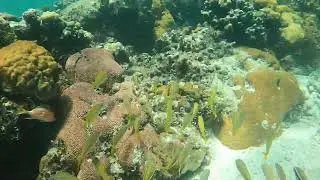 snorkeling smiths reef   swim through the center channel