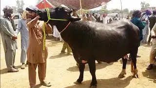 Ththa gahra cow mandi today latest updates district Hafizabad #buffalo  #cow  #mandiupdates