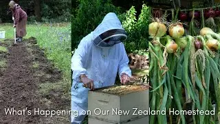 Garden Project, Onion Harvest & Bee Update - NZ Homestead