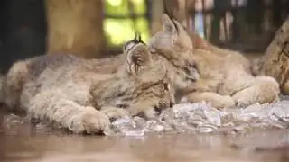 3 Lovable Lynx Kittens at San Diego Zoo