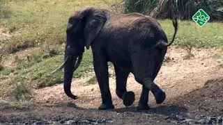 Необычные встречи в саванне. Зоо ТВ. Анонс